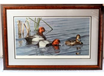 Print By Neal Anderson, Print # 3076/4300  'dabblin' Divers- Redheads'