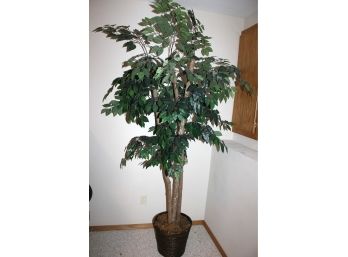 Silk Tree-nice Large-approximately 7 Ft Tall
