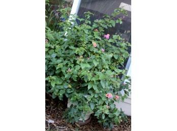 Lantana # 4 - Pot And Plant 42 In Tall-plastic Pot Is 16 In Deep Purple And Yellow Flowers