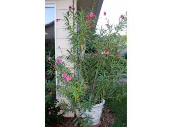 Pot And Plant Seven-foot-tall-plastic Pot Is 19 In Deep-pink Flowers