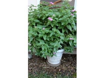 Lantana #1 -pot And Plant Are 46 In Tall - Plastic Pot Is 16 In Deep