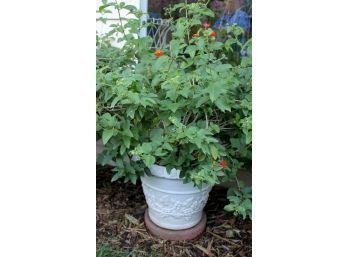 Lantana # 3-potting Plant 40 In Tall-plastic Pot Is 16 In Deep-orange And Yellow Flowers