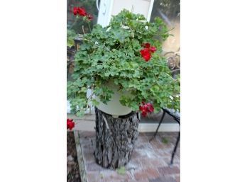 Red Geranium In Plastic Pot-pot & Plant 30 In Tall-16in Deep