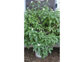 Lantana # 2-pot And Plant 50 In Tall Plastic Pot Is 16 In Deep-white And Yellow Flowers