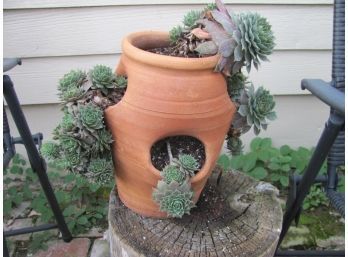 Clay Planter With Plant
