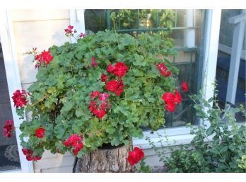 Red Geranium In Plastic Pot-pot & Plant 30 In Tall Ivan 16 In Deep Pot