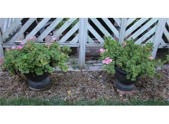 Two Pink Geraniums In Plastic Pots-pots And Plant 30 In Tall