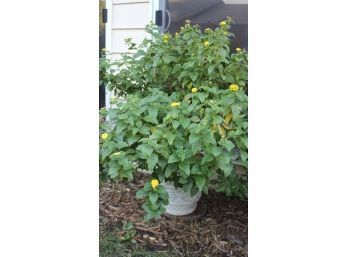 Lantana # 5 -potted Plant 48 In Tall-plastic Pot Is 16 In Deep - Yellow Flowers