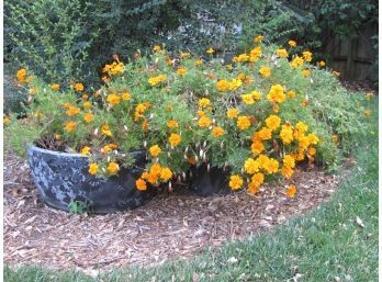 3 Black Plastic Pots Of Marigolds Two Are 10in Tall, One Is 17 In Tall