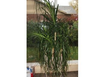 Large Plant In Plastic Pot With Metal Stand 7 Ft Tall