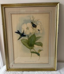 John Gould - H C Richter Wood Nymph Hummingbird Lithograph