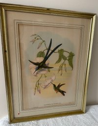 John Gould - H C Richter Two Scissor Tailed Hummingbird Lithograph