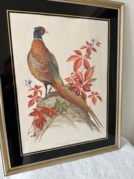 Roger Tory Peterson (Connecticut, 1908 - 1996) Lithograph Ring Necked Pheasant