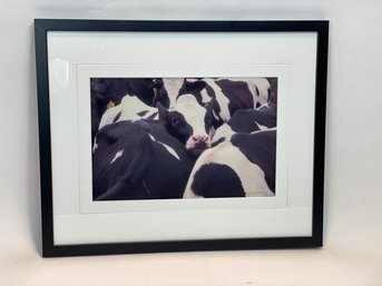 Signed Cow Photograph