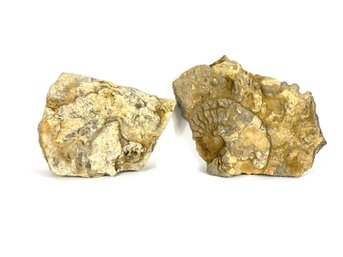 Two Sandstone Fossils