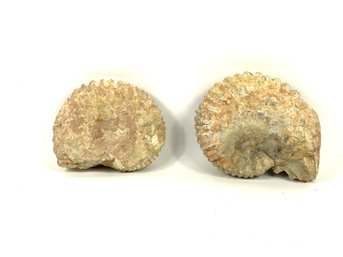 Two Ammonites
