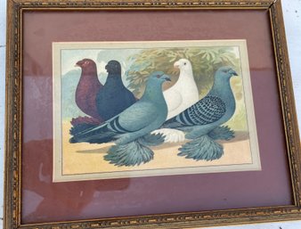 Custom Framed Pigeon Painting