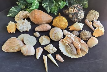 Collection Of Seashells