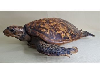 Spectacular Antique Stuffed Hawksbill Sea Turtle (Age Certified)