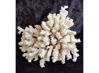Natural White Reef Brown Stem Coral (2)