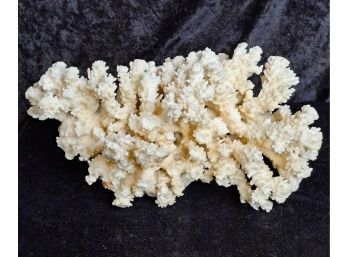 Natural White Reef Brown Stem Coral