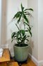 Dracaena Live Plant & Ceramic Planter