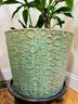 Dracaena Live Plant & Ceramic Planter