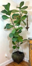 Fiddle Leaf Fig Live Plant & Metal Planter