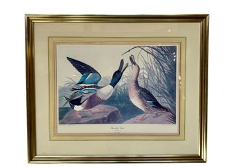 John James Framed Audubon Lithograph
