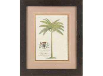 Georg Dionysius Ehret Still Life Print 'Palm Tree'