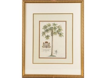 Georg Dionysius EhretStill Life Print 'Papaya Tree'
