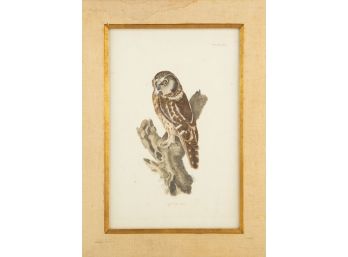 Bird Print Plate XXVL 'Little Owl'