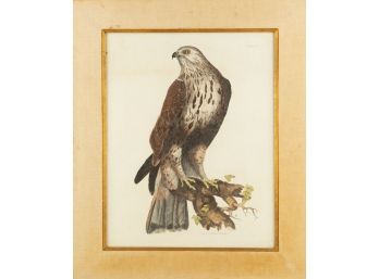 Bird Print Plate VII 'Rough Legged Buzzard'