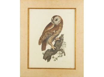 Bird Print Plate XXV 'Tawny Owl'