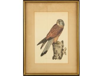 Bird Print Plate XVII 'Kestrel. Male'