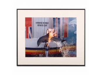 Vintage Photograph 'Dolphin Show'