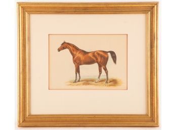 Vintage Animal Engraving 'Brown Horse'