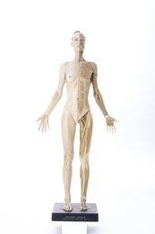 Anatomy Female- The Muscular System- 1:3 Scale