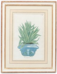 Johann Wilhelm Weinmann Dutch Aloes In Decorative Pots Engraving Print