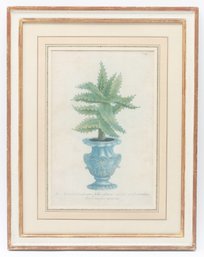 Johann Wilhelm Weinmann Dutch Aloes In Decorative Pots Engraving Print