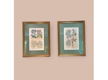 2 Antique Framed & Matted Botanical Prints By John Richard