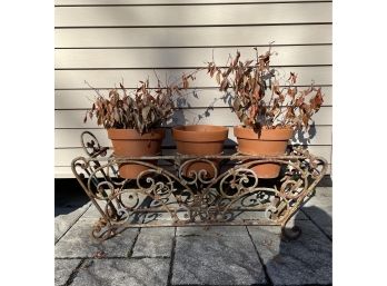 Antique Wrought Iron Plant Stand With 3 Italian Terracotta Pots