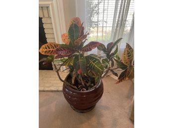 Beautiful Indoor/outdoor Croton In A Beautiful Glazed Ceramic Pot Comes With Trolley