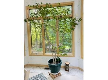 Large Plant Tree In A Plastic Pot #45