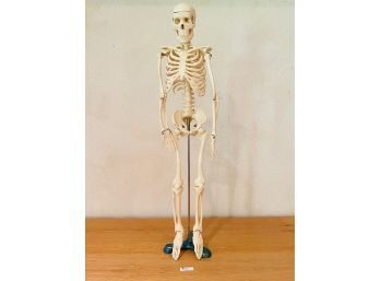 34' Tall Scientific Skeleton #161