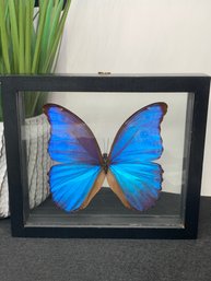 Morpho Didius Holographic Blue Butterfly Framed With Hardware For Hanging