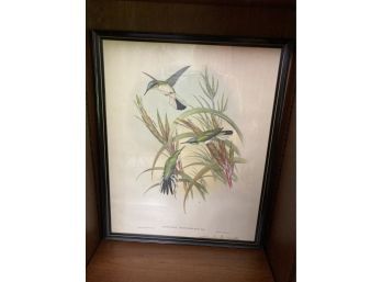 Hummingbird Print By Gould