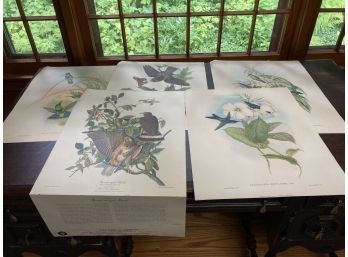 Humming Bird Print Set