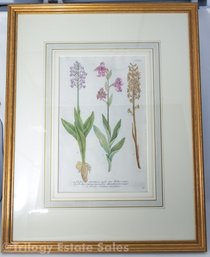 Johann Wilhelm Weinmann 18th Century Botanical Mezzotint Orchids N. 767