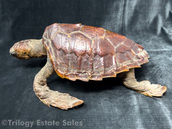 Vintage Taxidermy Sea Turtle